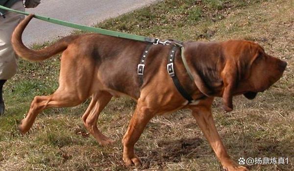 三角洲寻血猎犬怎么这么多（三角洲寻血猎犬为什么这么多？）